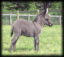 Miniature Donkey, Dandy