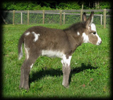 Miniature donkey, Paisley