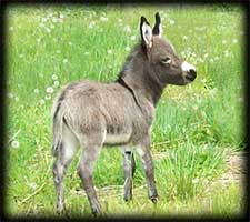 Miniature Donkey, Reggie