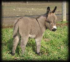 Miniature Donkey, Coal