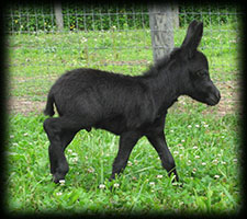 miniature donkey, Finn