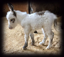 Miniature Donkey Remi