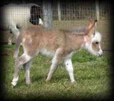 Miniature Donkey, Stella