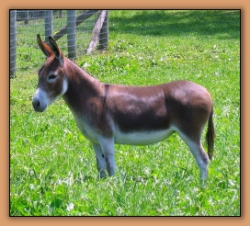 Continental Lucid Flame, Dark Red Miniature Donkey Brood Jennet at Critter Haven Farm.