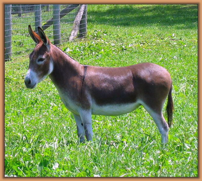 Continental Lucid Flame, Miniature Donkey Brood Jennet at Critter Haven Farm