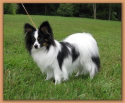 Cheserab's Elegant by Design, White, Black and Tan Papillon Bitch