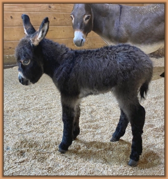 Critter Haven Rocks the Party, Future Brood Jennet at Critter Haven Farm.