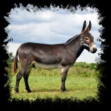 Itsy Bitsy Triple Crown