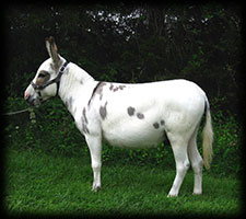 Critter Haven Farm Miniature Donkeys