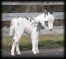 Miniature Donkey, Chance