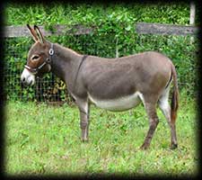 Critter Haven Farm Miniature Donkeys