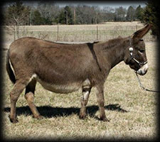 Critter Haven Farm Miniature Donkeys