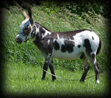 Critter Haven Farm Miniature Donkeys
