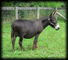 Critter Haven Farm Miniature Donkeys