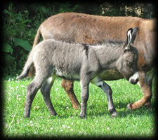 Miniature Donkey, Eddie