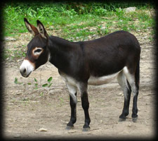 Critter Haven Farm Miniature Donkeys