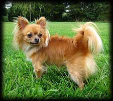 Critter Haven Joe, Red/White Long Coat Chihuahua Neutered Male