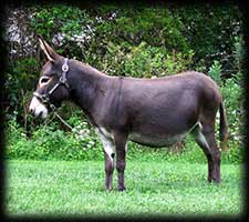 Critter Haven Farm Miniature Donkeys