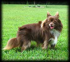 Critter Haven Kismet, Chocolate/White Long Coat Chihuahua Spayed Bitch
