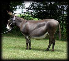 Critter Haven Farm Miniature Donkeys
