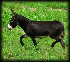 Critter Haven Farm Miniature Donkeys