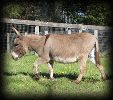 Critter Haven Farm Miniature Donkeys