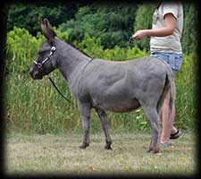 Critter Haven Farm Miniature Donkeys