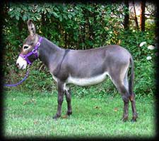 Critter Haven Farm Miniature Donkeys