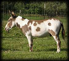 Critter Haven Farm Miniature Donkeys