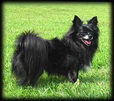Critter Haven Sadie Mae, Black/White Long Coat Chihuahua Spayed Female