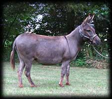Critter Haven Farm Miniature Donkeys