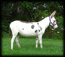 Critter Haven Farm Miniature Donkeys