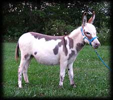 Critter Haven Farm Miniature Donkeys