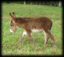 Miniature Donkey, Token