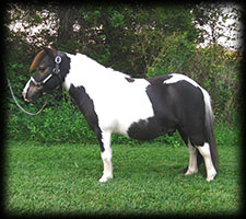 Critter Haven Farm Miniature Donkeys