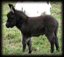 Miniature Donkey, Bo