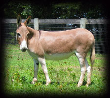 Critter Haven Farm Miniature Donkeys