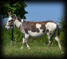 Critter Haven Farm Miniature Donkeys