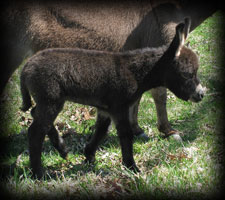 Critter Haven Farm Miniature Donkeys