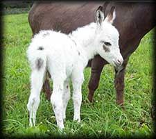Miniature Donkey, Oliver