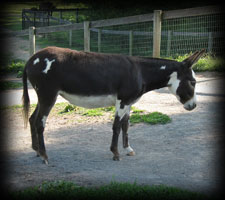 Critter Haven Farm Miniature Donkeys