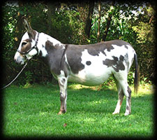 Critter Haven Farm Miniature Donkeys