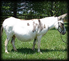 Critter Haven Farm Miniature Donkeys