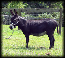 Critter Haven Farm Miniature Donkeys