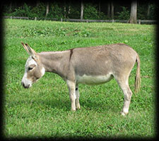Critter Haven Farm Miniature Donkeys
