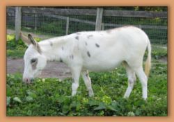 Critter Haven Special Delivery, spotted miniature donkey brood jennet at Critter Haven Farm.