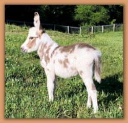 Critter Haven Dot-To-Dot, Spotted Miniature Donkey Future Brood Jennet at Critter Haven Farm.