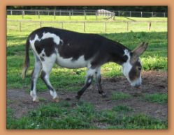 Critter Haven Stellar Show, dark spotted miniature donkey brood jennet at Critter Haven Farm.