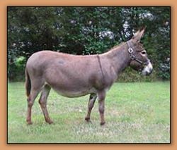 Critter Haven Heaven Sent, dark brown miniature donkey brood jennet at Critter Haven Farm.