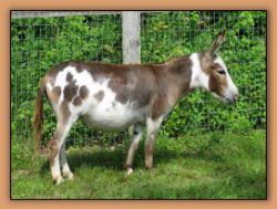 Bainbridge's Lexi, dark spotted miniature donkey brood jennet at Critter Haven Farm.